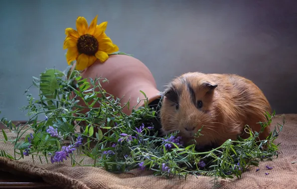 Flowers, animal, Guinea pig, pitcher, truck