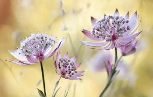 Bokeh, Astrantsiya, zvizdivka, a genus of herbaceous plants
