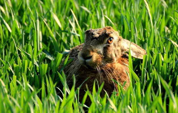 Picture Bunny, gray, coward