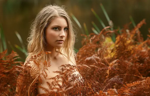 Autumn, plants, blonde, bokeh, Tonny Jørgensen