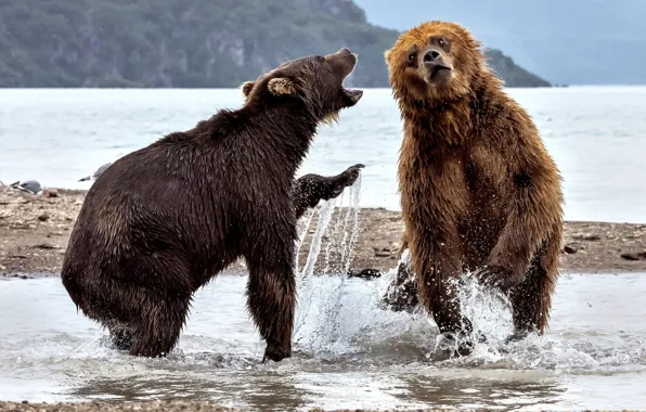 Water, squirt, river, bears, two bears