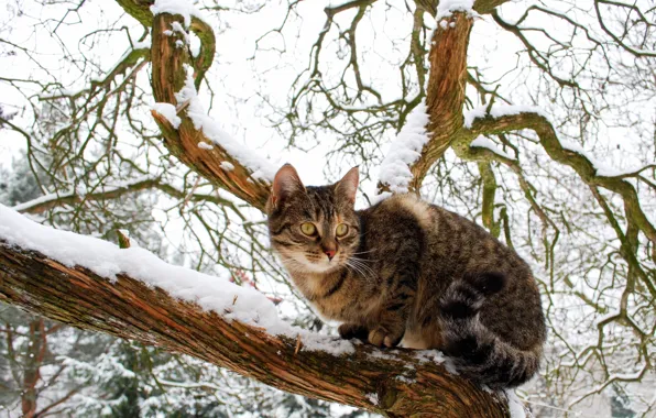 Picture look, snow, tree, observation, The domestic cat
