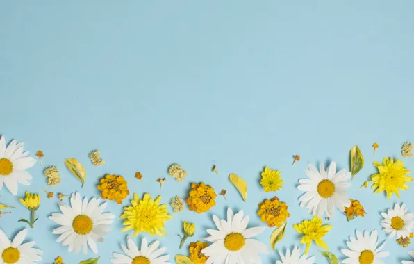Flowers, chamomile, white, yellow, flowers, background, blue background, camomile