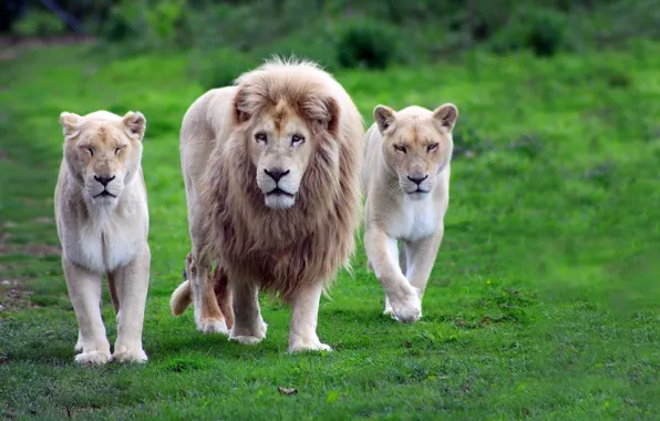 BACKGROUND, GRASS, LEO, GREENS, MANE, TRIO, FAMILY, TIGERS