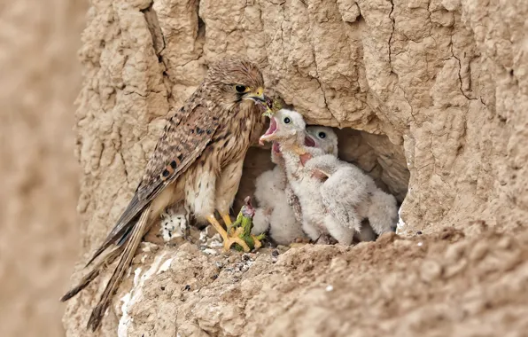 Picture birds, nature, beauty, predator, food, socket, Chicks, lizard