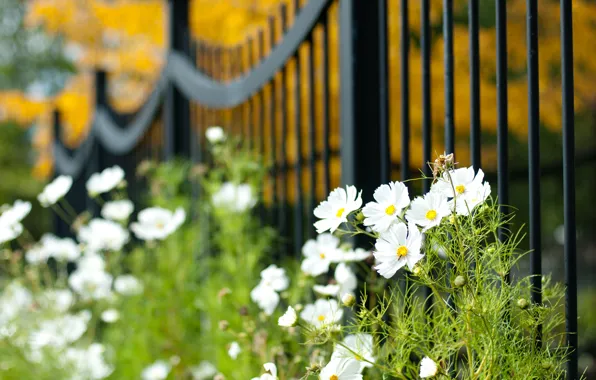 Flowers, the fence, petals, blur, white, Kosmeya