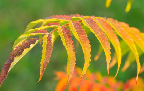 Autumn, leaf, fall