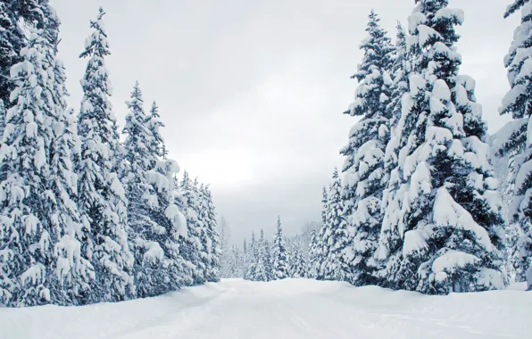 Winter, road, forest, snow, winter, tree, ate, the snow