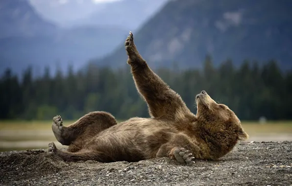 Picture nature, animal, earth, predator, Alaska, Bear, lies, Grizzly