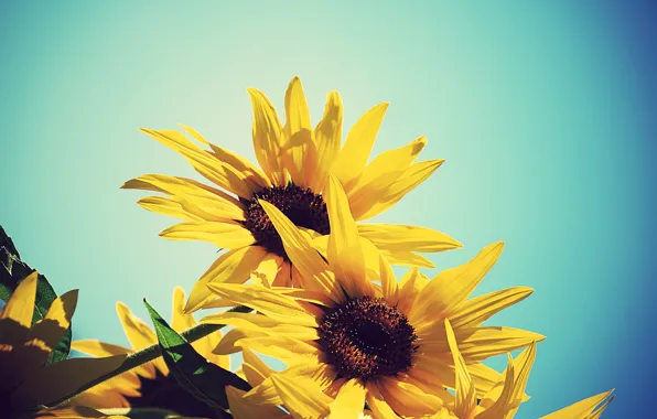 Summer, the sky, sunflowers, flowers, yellow, sunflower, blue
