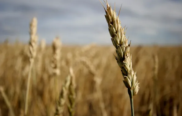 Field, grain, ear