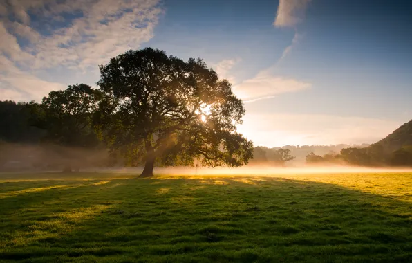 Picture grass, the sun, rays, light, nature, fog, Rosa, tree