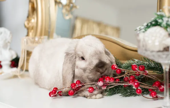 Frost, look, branches, berries, grey, room, rabbit, mirror
