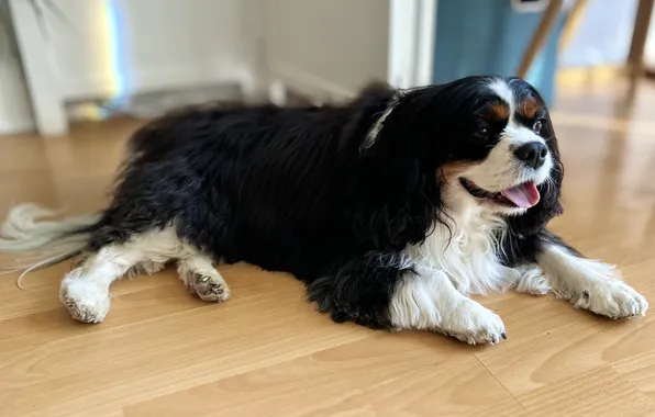 Dog, resting, laminate