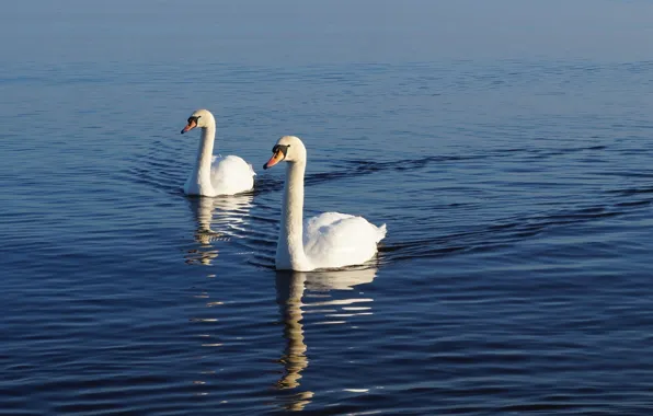 White, swan, sea, bird, water