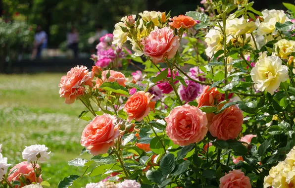Summer, flowers, glade, roses, yellow, garden, pink, white