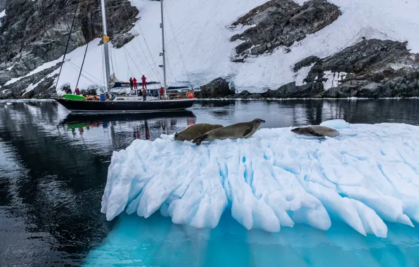 Picture winter, sea, animals, snow, nature, people, yacht, floe