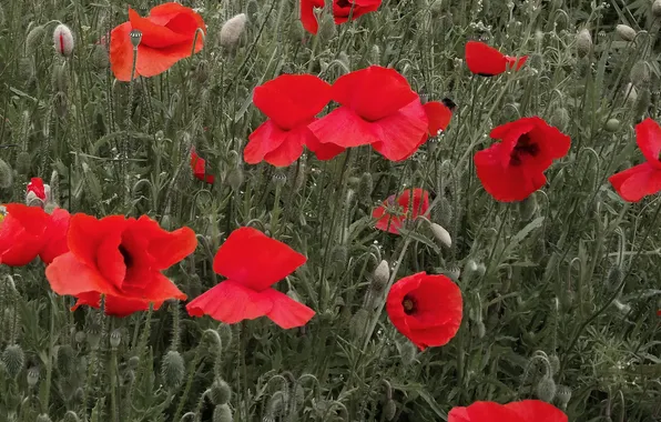 Field, grass, nature, Maki, petals, meadow