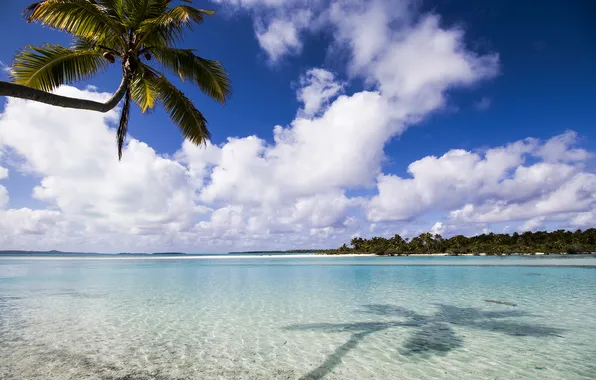 Picture summer, beach, ocean, island, palm, aitutaki