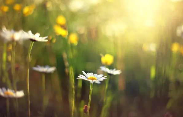 Flower, the sun, flowers, background, Wallpaper, blur, Daisy, day