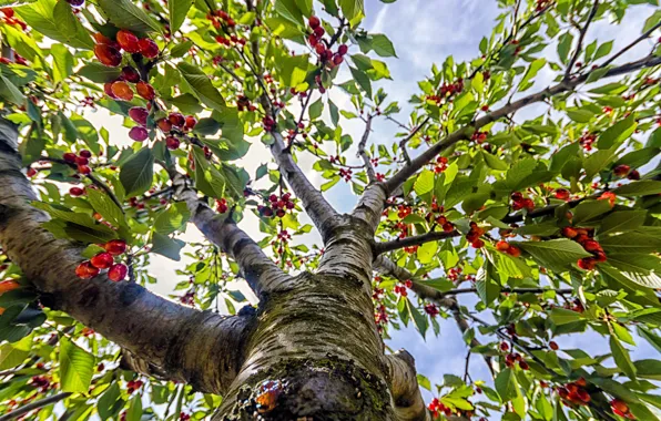 Picture the sky, leaves, trees, branches, berries, trunk, cherry