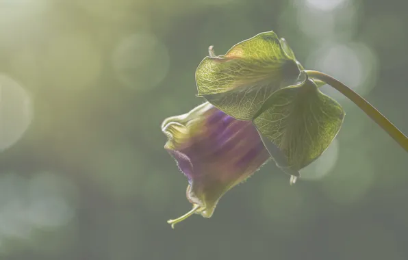 Flower, bokeh, globes