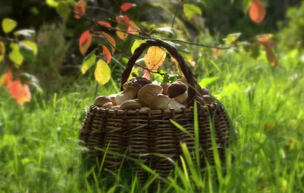 Picture nature, basket, mushrooms