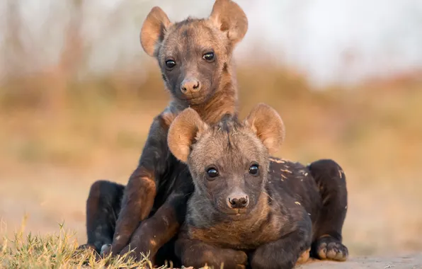 Picture nature, background, Hyena Cubs