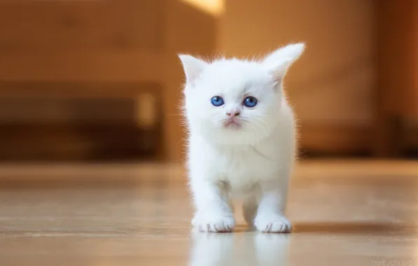 Cat, cat, kitty, the white cat