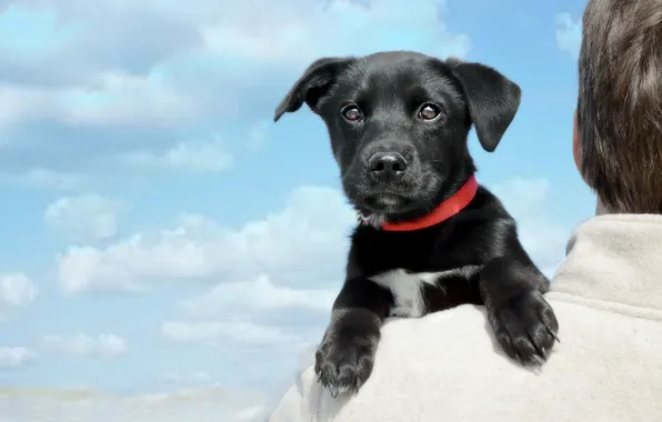 Look, clouds, dog, muzzle, puppy, on the shoulder, Labrador Retriever