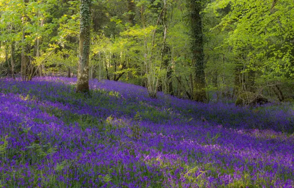 Forest, light, trees, flowers, branches, nature, Park, thickets