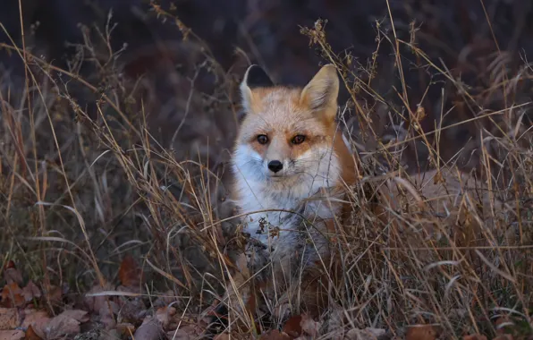 Face, branches, thickets, portrait, Fox