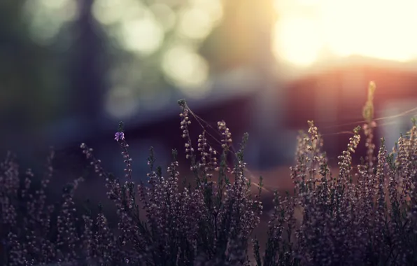 Grass, macro, flowers, glare, bokeh