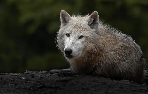 Nature, face, animal, wolf, wildlife, head, fur, mammal