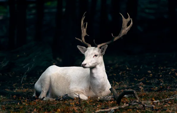 Wallpaper nature, forest, deer