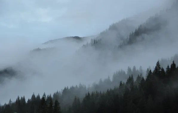Forest, the sky, trees, mountains, nature, fog