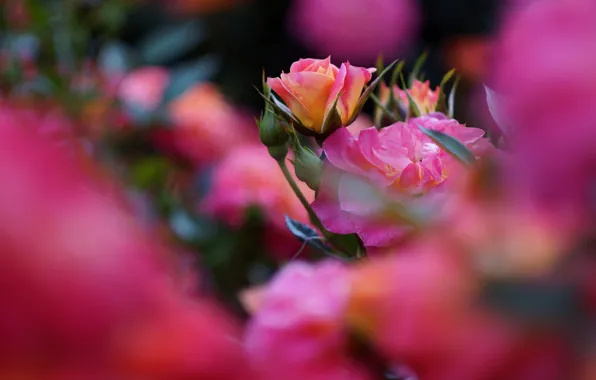 Flowers, rose, roses, blur, garden, pink, buds, bokeh