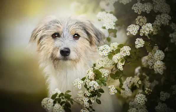 Picture dog, flowering, bokeh, Lilly