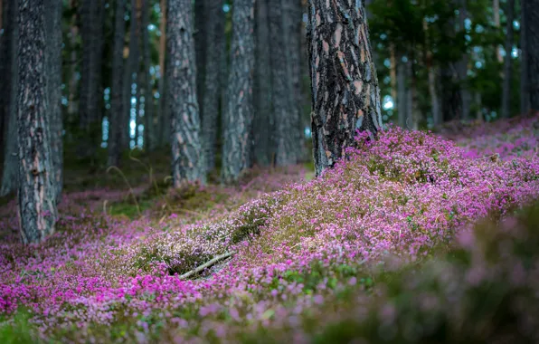 Picture forest, trees, flowers, nature, glade, trunk, pink, bokeh