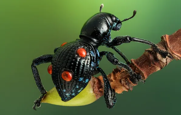 Macro, black, legs, beetle, branch, insect, back, green background