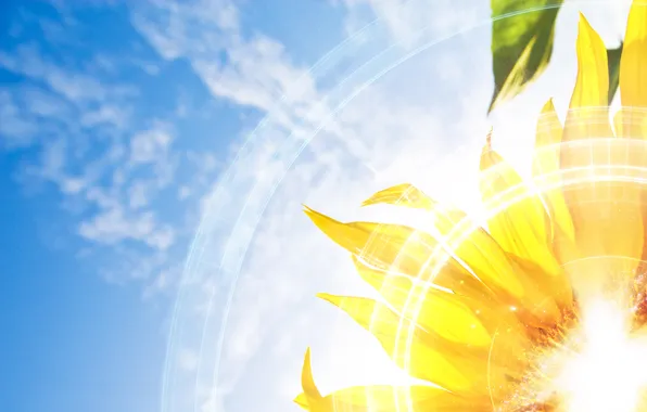 Picture the sky, the sun, rays, flowers, sunflower