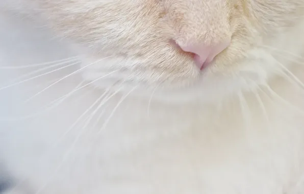 White, cat, mustache, nose, muzzle
