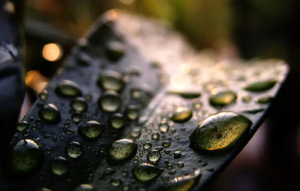 Leaves, drops, macro, Rosa