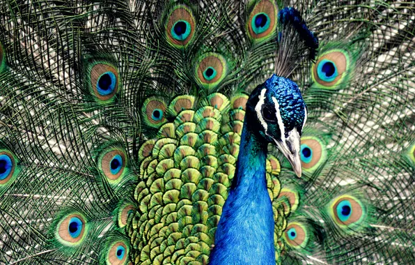 Blue, feathers, peacock