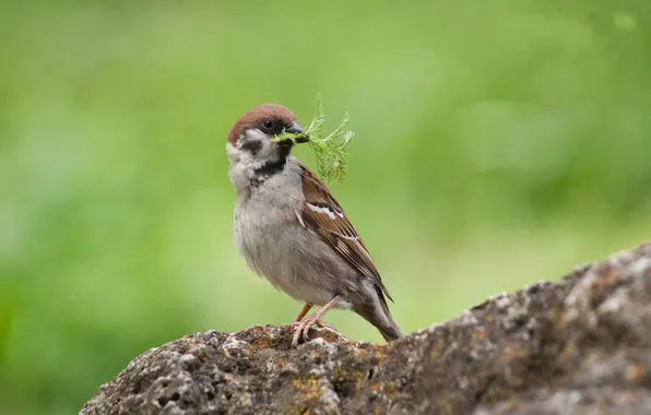 Picture greens, grass, bird, plant, food, beak, Sparrow