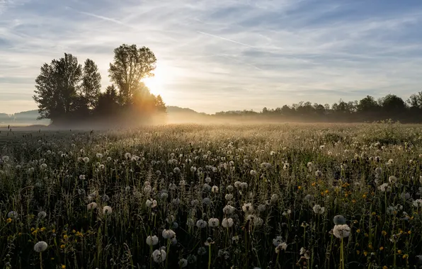 Fog, morning, dandelions