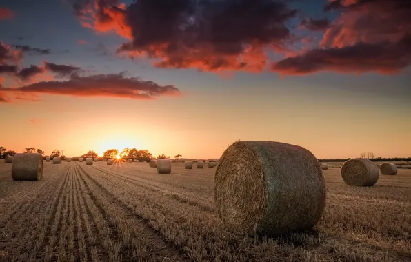 Field, sunset, hay