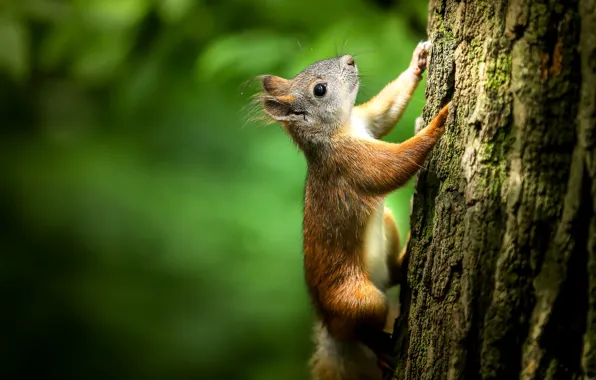 Light, nature, green, background, tree, protein, muzzle, trunk