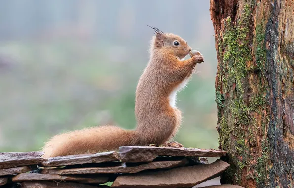 Look, nature, pose, background, tree, walnut, protein, trunk