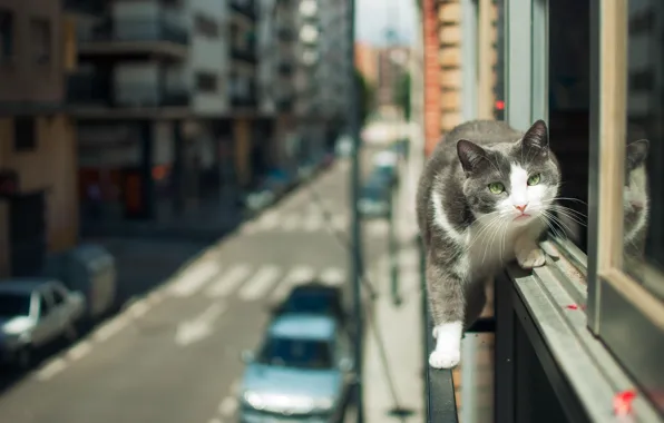 Cat, look, the city, street